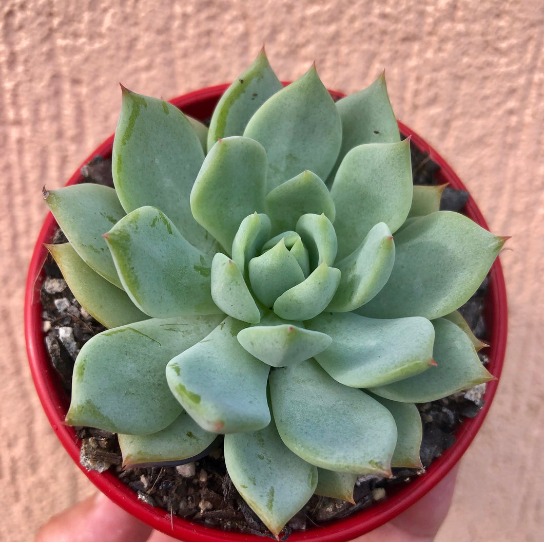 Echeveria elation