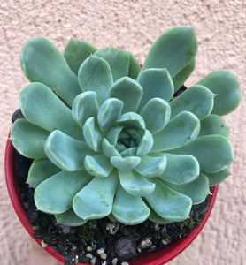 Echeveria potosina