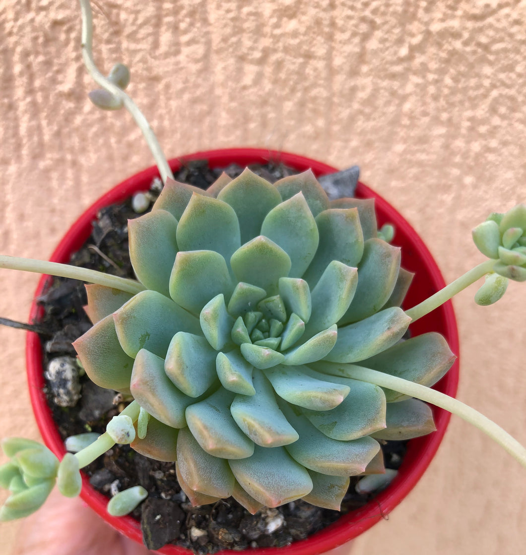 Echeveria prolifera