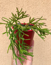 Load image into Gallery viewer, Rhipsalis floccosa