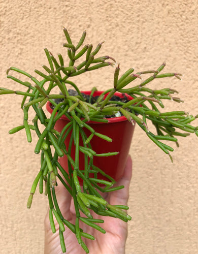 Rhipsalis floccosa