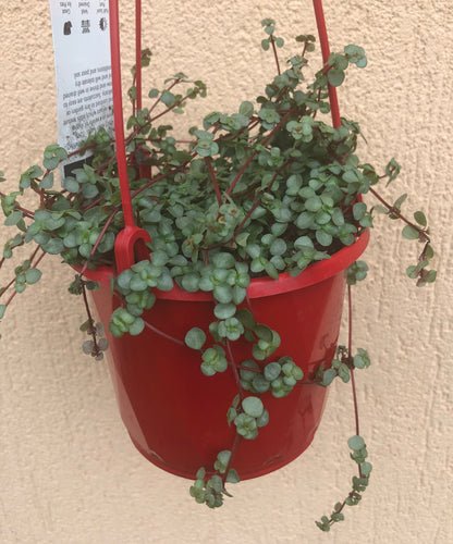 Pilea Silver Sprinkles