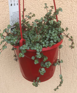 Pilea Silver Sprinkles