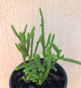 Crassula muscosa