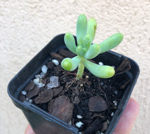 Sedum pachyphyllum Blue jelly bean