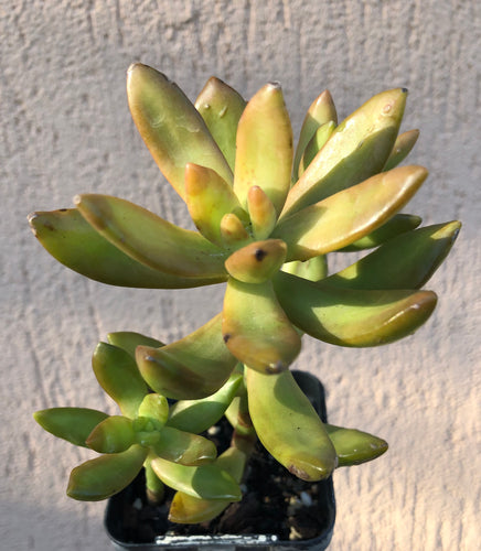 Sedum adolphi 'Firestorm' Golden Sedum