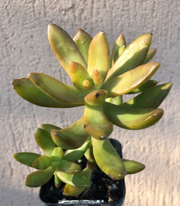 Sedum adolphi 'Firestorm' Golden Sedum