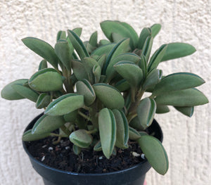 Peperomia dolabriformis