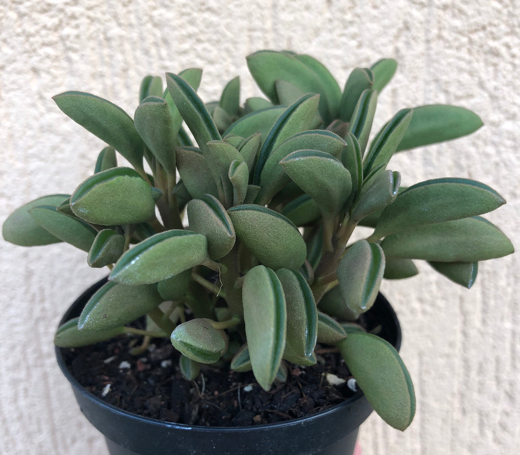 Peperomia dolabriformis