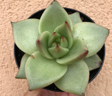 Load image into Gallery viewer, Echeveria agavoides 'Ebony'