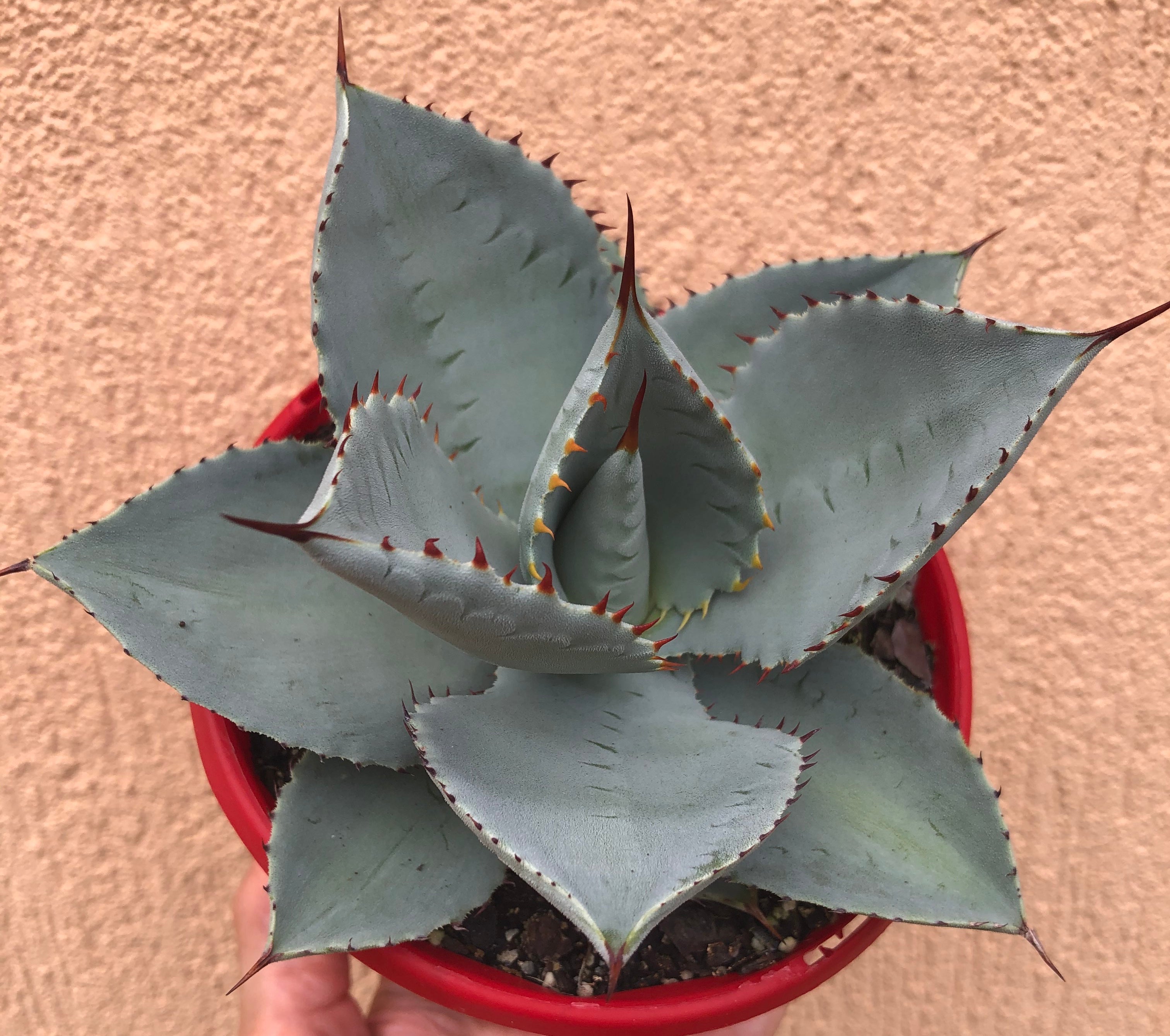 Agave Dragon Toes  The Succulent Garden