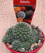 Load image into Gallery viewer, Rebutia