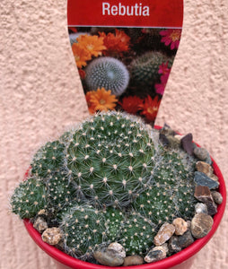 Rebutia