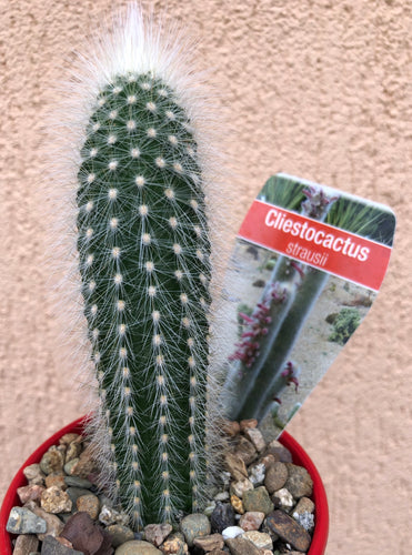 Cliestocactus strausii Silver Torch