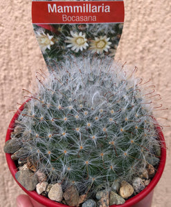 Mammillaria bocasana Powderpuff cactus