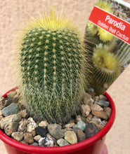 Load image into Gallery viewer, Parodia leninghausii Golden Ball