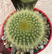 Load image into Gallery viewer, Parodia leninghausii Golden Ball Cactus