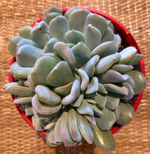 Load image into Gallery viewer, Echeveria exotic