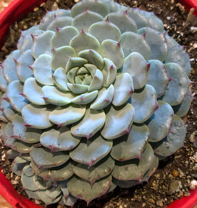 Echeveria White Minima