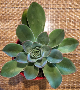 Echeveria sunita