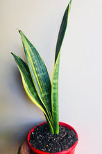 Load image into Gallery viewer, Sansevieria Golden Flame
