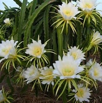 Hylocereus megalanthus "Yellow Pitaya"