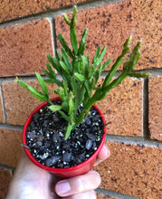 Load image into Gallery viewer, Rhipsalis ewaldiana Mistletoe cactus