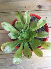 Load image into Gallery viewer, Aeonium atropurpureum
