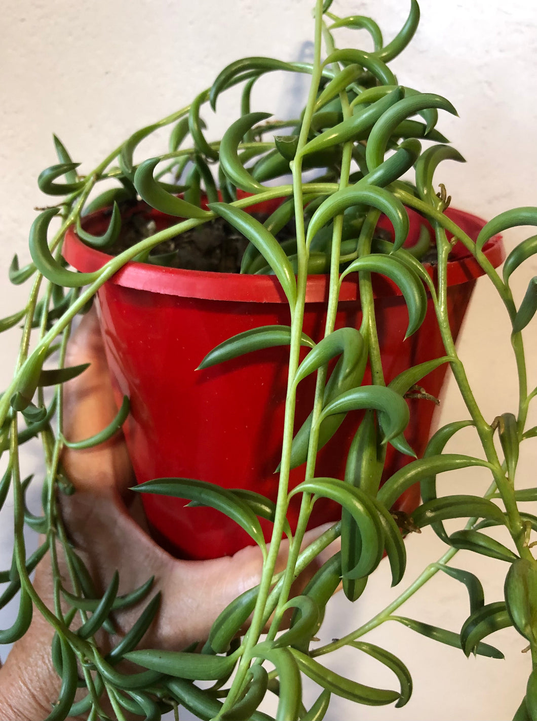 Senecio radicans String of Beans