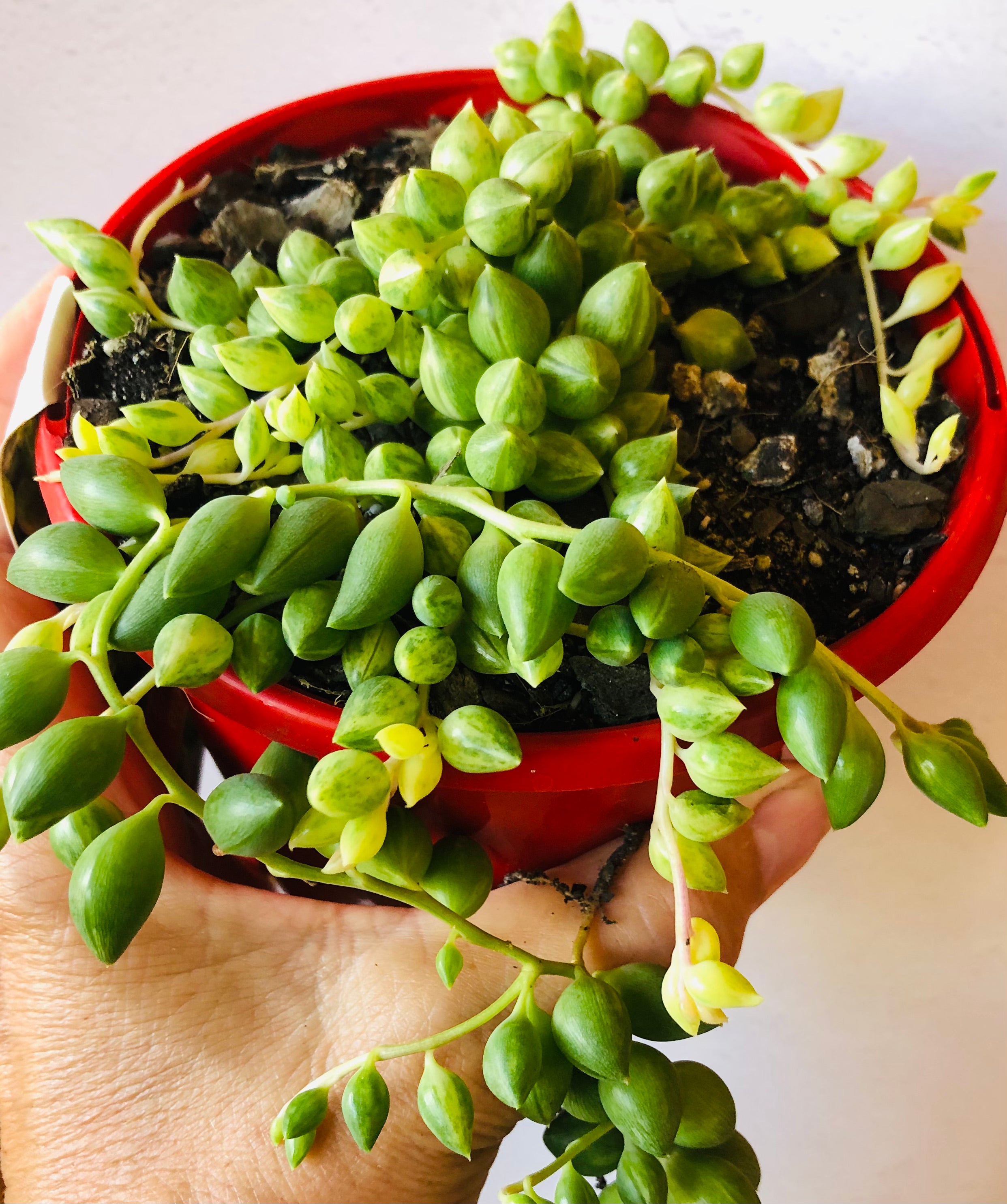 curling spider plant Chlorophytum Comosum - Curly Spider Plant | Uprooted