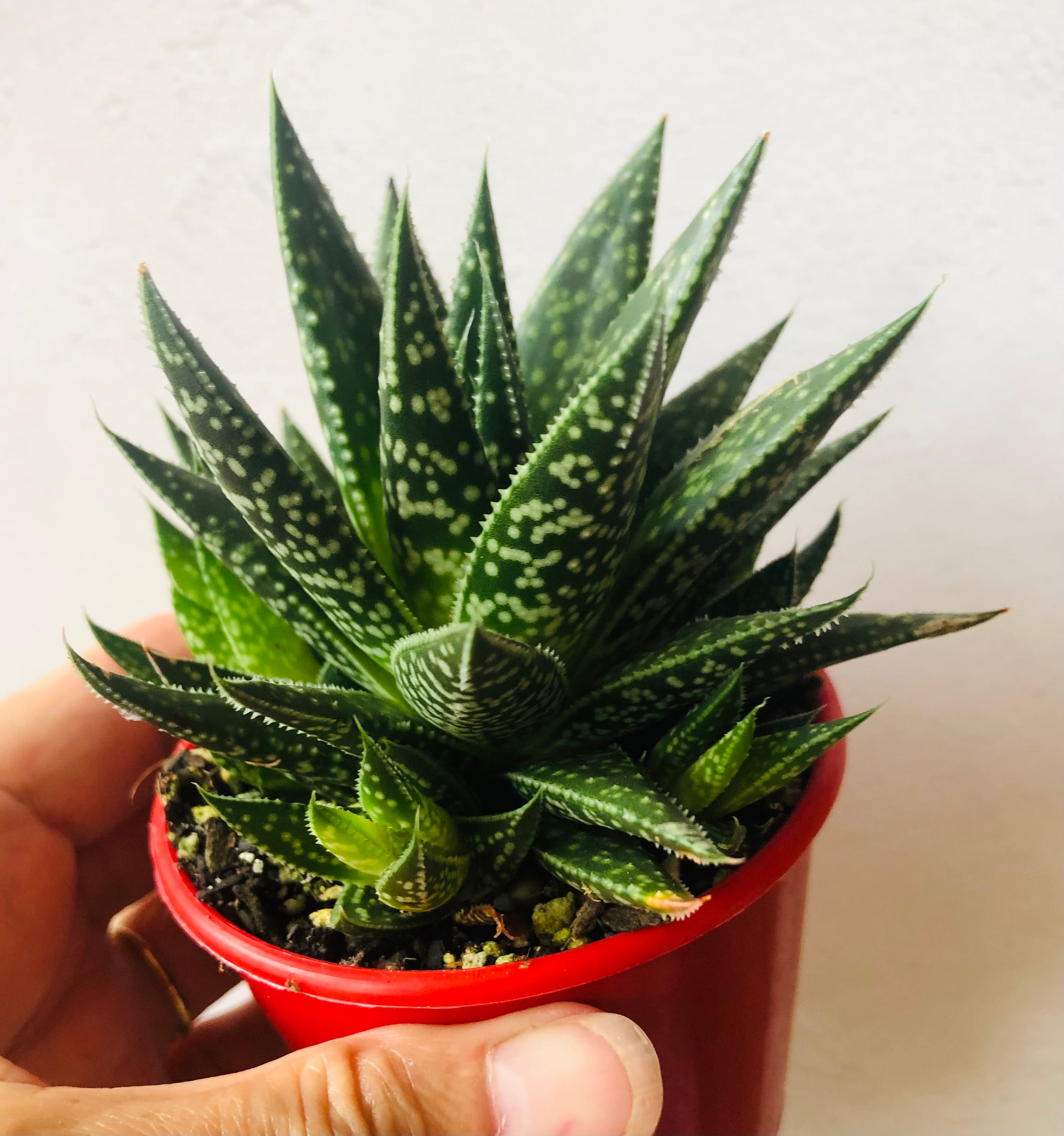 Gasteria x Aloe Hybrid Etwin