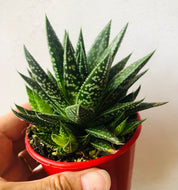 Gasteraloe Etwin