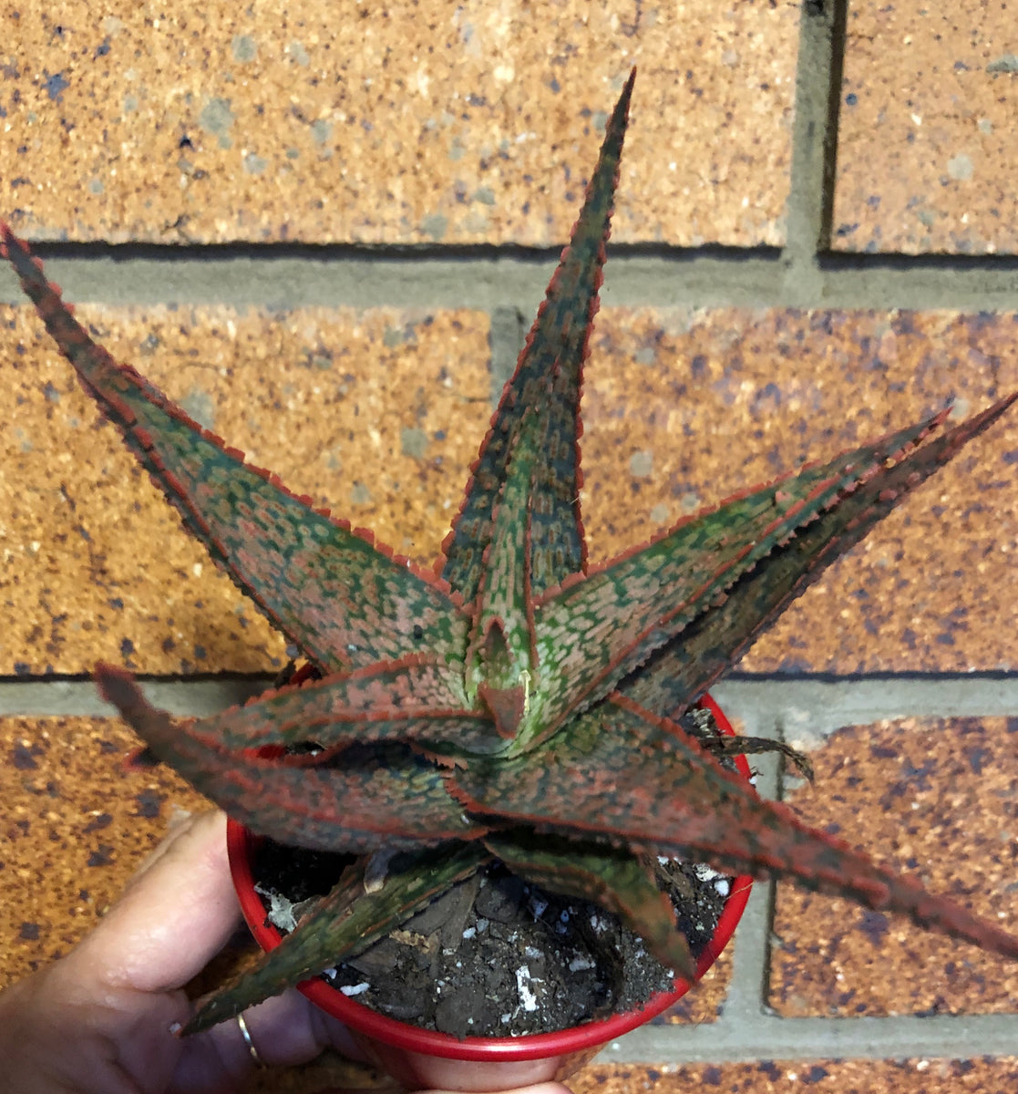 Aloe hybrid – The Succulent Garden