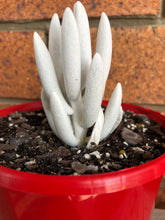 Load image into Gallery viewer, Senecio haworthii Cassa