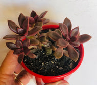 Graptoveria rubra