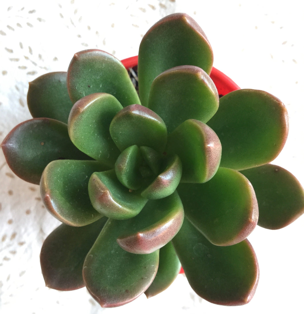 Graptoveria Stella