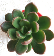 Graptoveria Stella