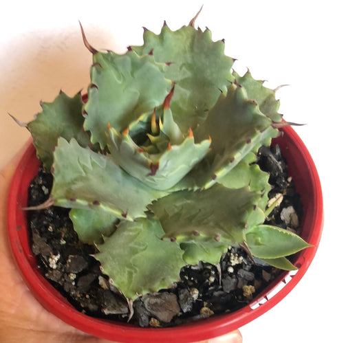 Agave isthmensis Dwarf Butterfly