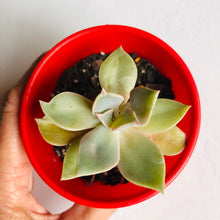 Load image into Gallery viewer, Graptoveria Dusk