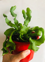 Load image into Gallery viewer, Epiphyllum quatemalense v monstrose Curly Sue
