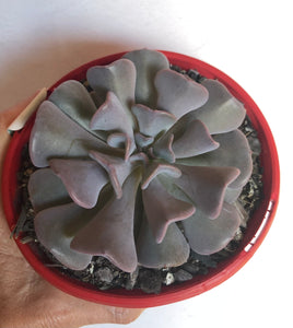 Echeveria Cubic Frost