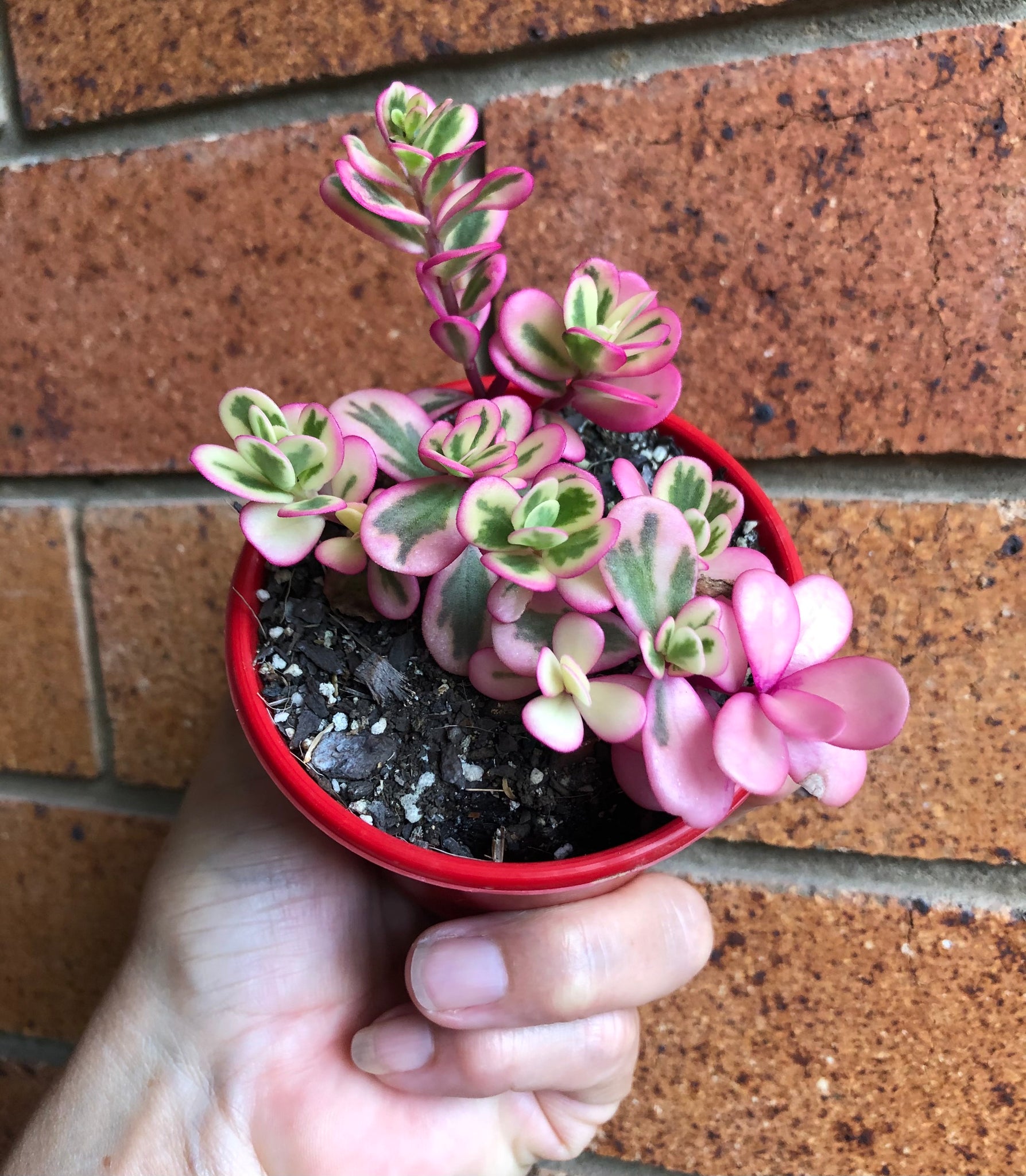 variegated portulaca succulent Portulaca variegated sunjewels – The Succulent Garden