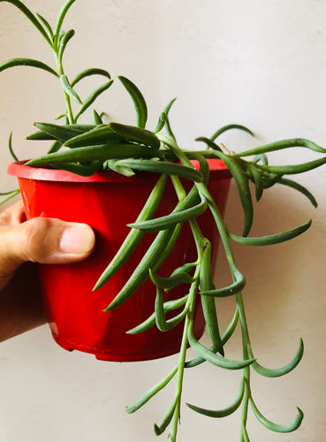 Senecio radicans String of bananas