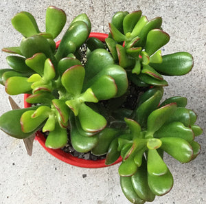 Crassula ovata Hobbit