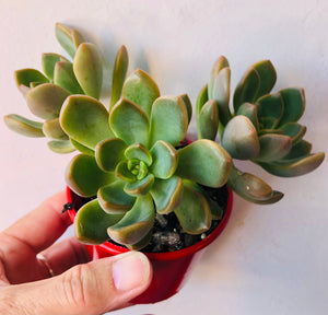 Graptoveria Stella - Calara hybrid