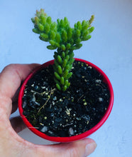 Load image into Gallery viewer, Rhipsalis mesembryanthemoides Clumpy Mistletoe