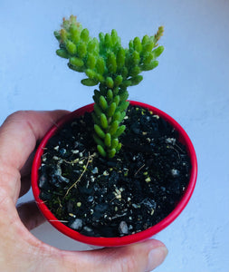 Rhipsalis mesembryanthemoides Clumpy Mistletoe