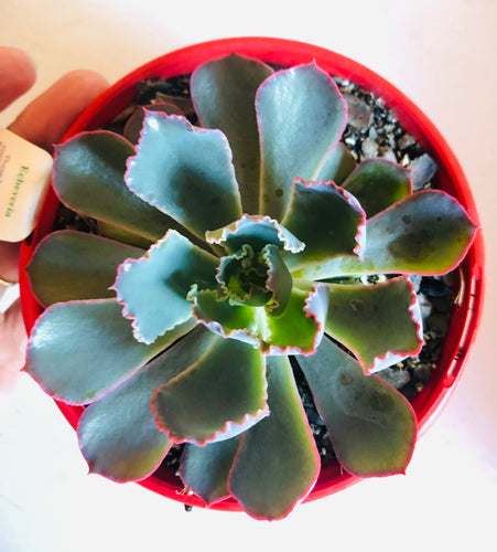 Echeveria shaviana Pink Frills
