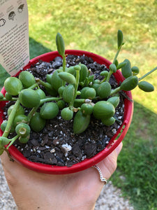 Senecio herreanus  String of Watermelons