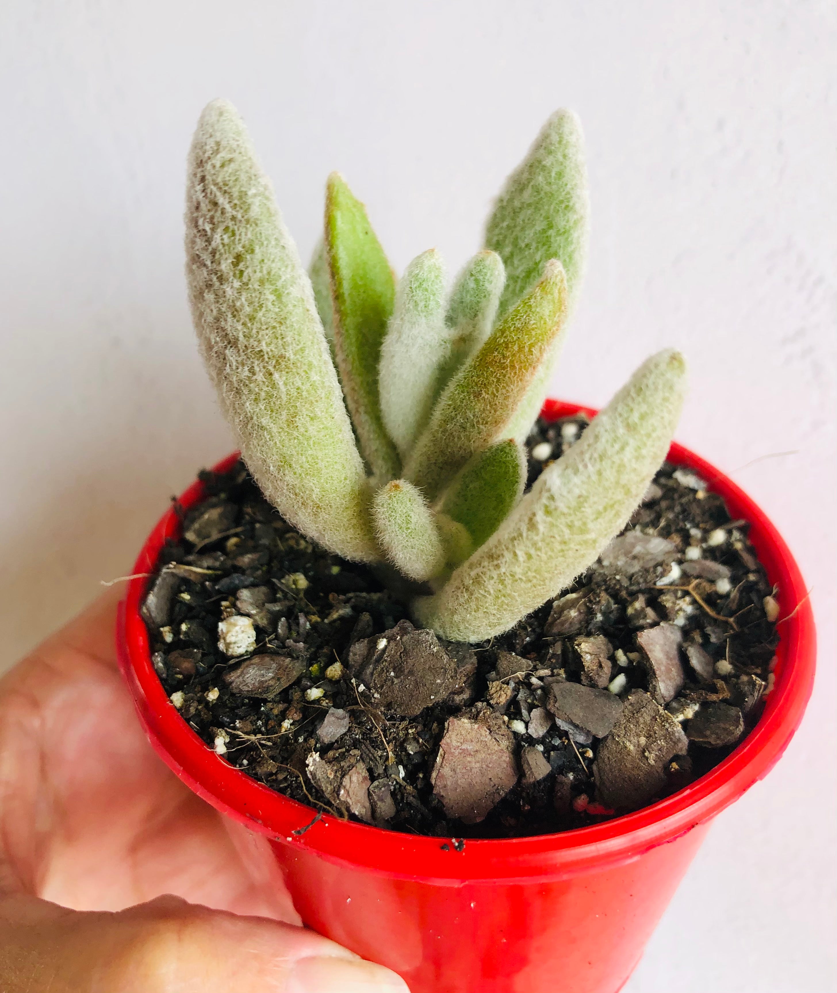 snow white panda succulent Kalanchoe eriophylla 'Snow White Panda'
